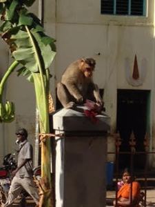 monkey peeling banana flower