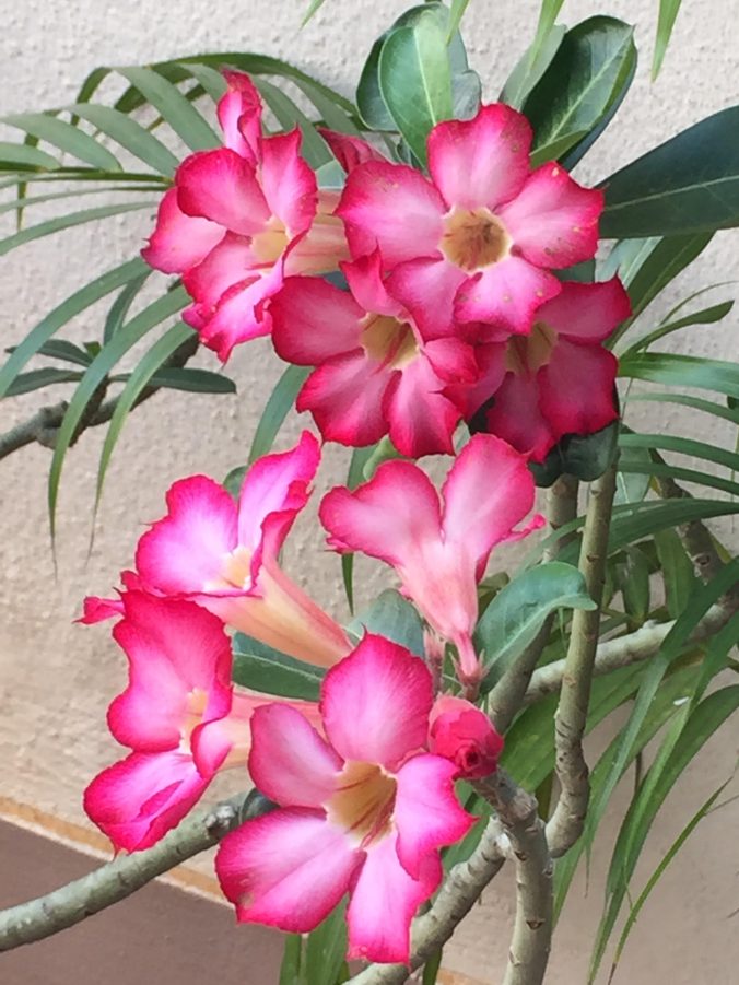 Fresh bonsai Adenium bloom in my garden