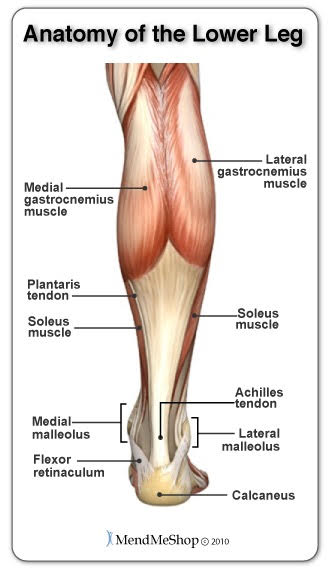 Anatomy of the lower leg
