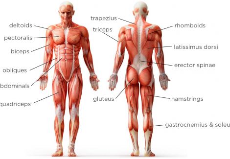Full body muscles human anatomy mythoughtlane