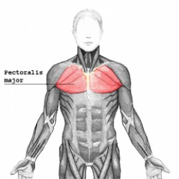 Chest muscle pectoralis