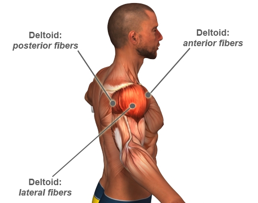 Deltoid Fibers, My Thought Lane