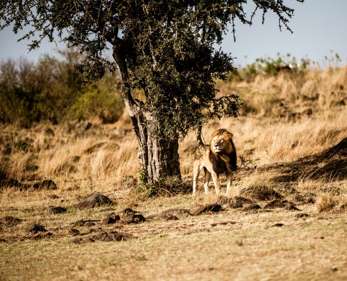 An alpha male at the Maasai Mara national Reserve, Kenya