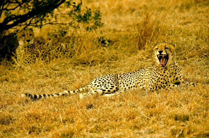 A cheetah and her cub at the Sabi Sands Reserve, South Africa