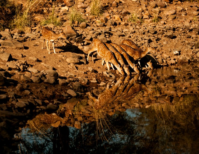A herd of chitals at the Ranthambore Wildlife Reserve, India