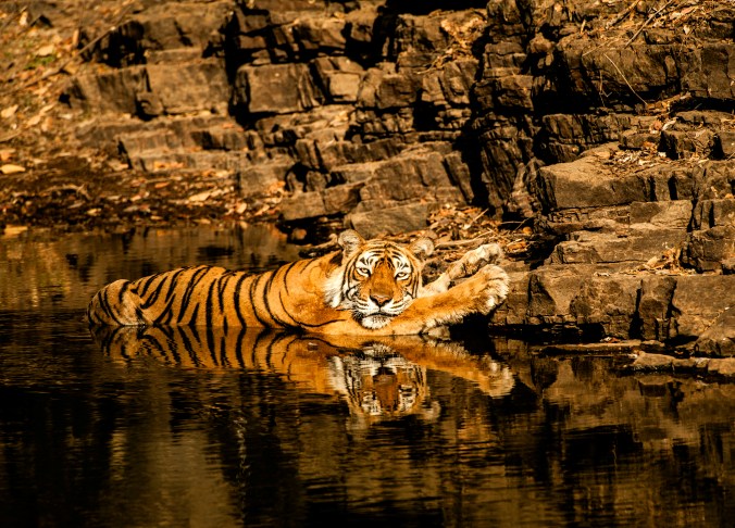 Tigress Machli at Ranthambore Wildlife Reserve, India 