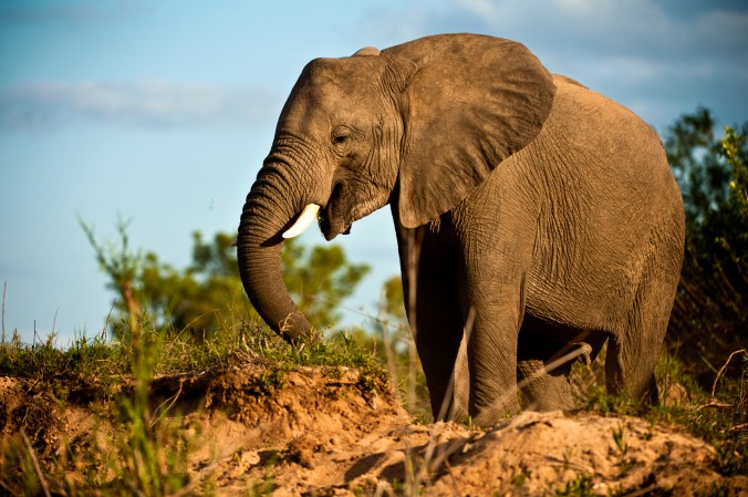 Matriarch herd leader Timbavati Reserve South Africa