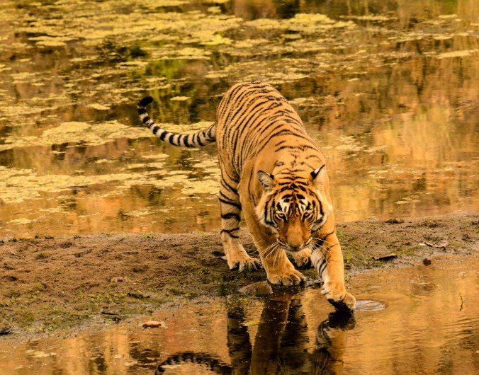 A sub adult tiger at the Ranthambore Wildlife Reserve