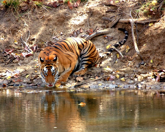 The tigress lapping up water at the Ranthambore Wildlife Reserve