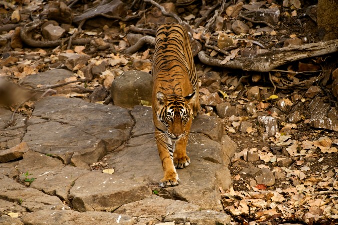 A tigress stalking her prey at bandhavgarh wildlife reserve india