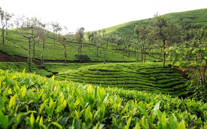 Sample of Nilgiri tea estates